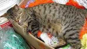 Jak je těhotenství kočky celé týdny